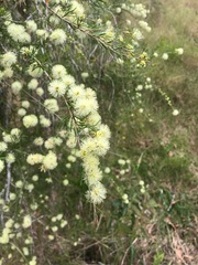 Melaleuca nodosa