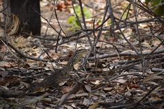 Varanus panoptes panoptes