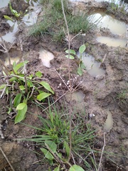 Alisma plantago-aquatica