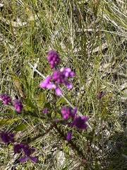 Comesperma