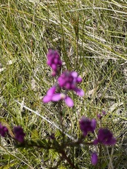 Comesperma