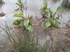 Alisma plantago-aquatica