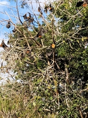 Pteropus poliocephalus