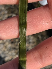 Zostera