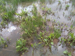 Alisma plantago-aquatica