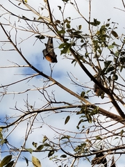 Pteropus poliocephalus