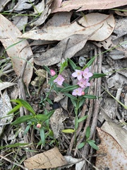 Cyanothamnus polygalifolius
