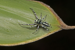 Cosmophasis micarioides