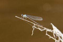 Argia lugens