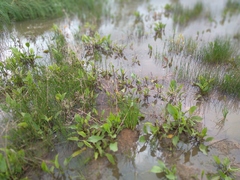 Alisma plantago-aquatica