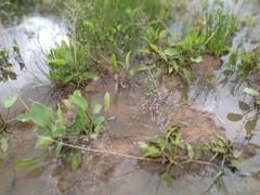 Alisma plantago-aquatica