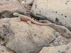 Microlophus delanonis