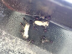 Ochetellus glaber