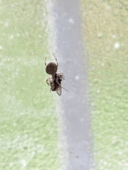 Araneus ventricosus