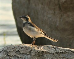 Motacilla aguimp
