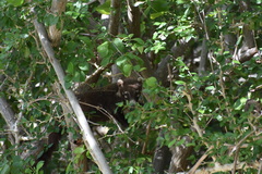 Nasua narica nelsoni