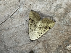Micrathetis