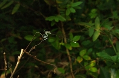 Pseudocopera ciliata