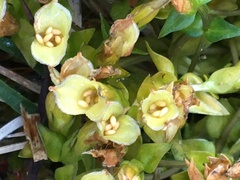 Gentiana douglasiana