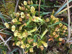 Gentiana douglasiana