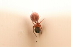 Araneomorphae