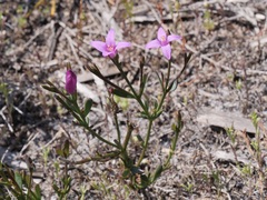 Boronia spathulata