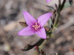 Boronia spathulata