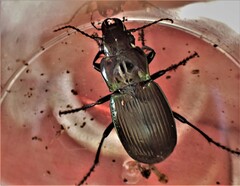 Megadromus antarcticus