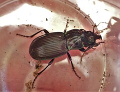 Megadromus antarcticus