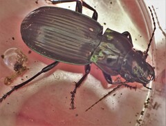 Megadromus antarcticus