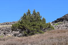 Juniperus grandis