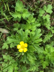 Ranunculus lappaceus