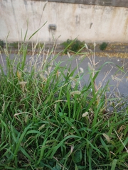 Setaria