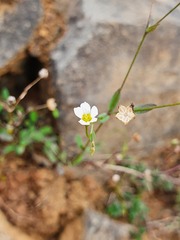Linum catharticum