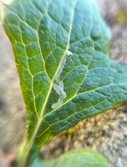 Agromyzidae
