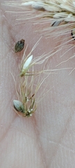 Setaria