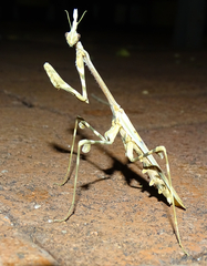 Empusa binotata