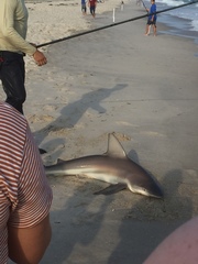 Carcharhinus plumbeus