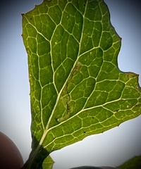 Agromyzidae