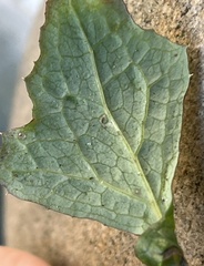 Agromyzidae