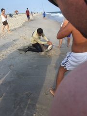 Carcharhinus plumbeus