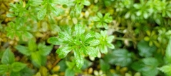 Galium aparine
