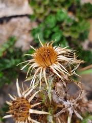 Carlina vulgaris