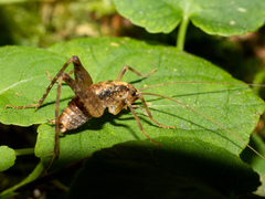 Pristoceuthophilus