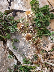 Carlina vulgaris