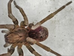 Uliodon