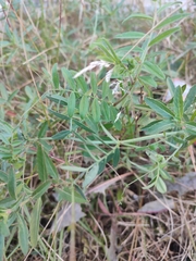 Vicia sativa