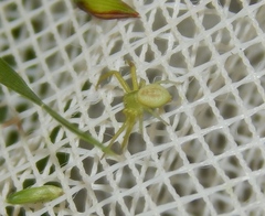 Misumenops rubrodecoratus