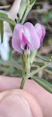 Vicia sativa