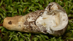 Catathelasma